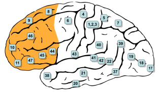 Illustration of the prefrontal cortex (highlighted in orange) from Gray's Anatomy. 